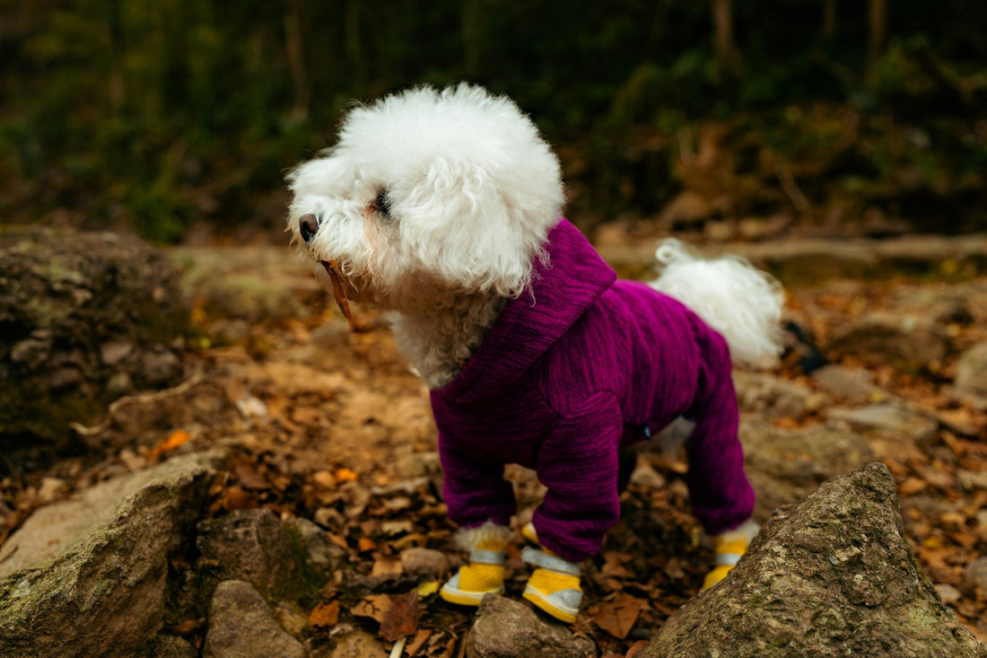 Do Dogs Need Coats in New Zealand?