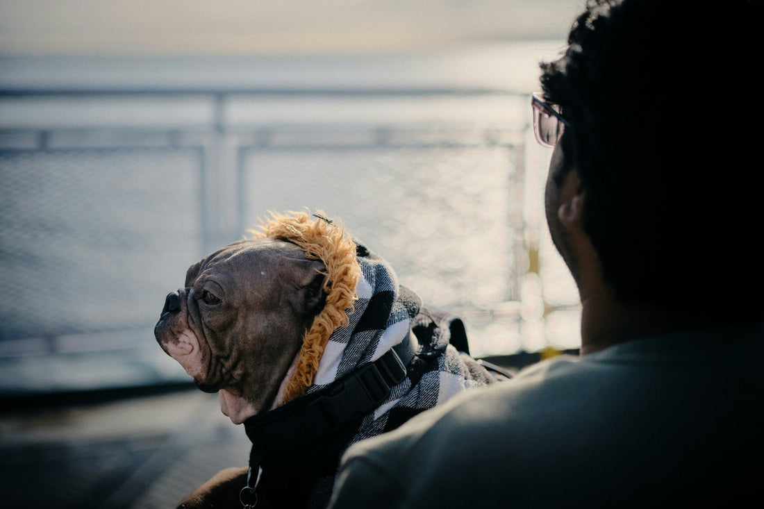 Best Dog Coats for NZ Weather (What Actually Works)