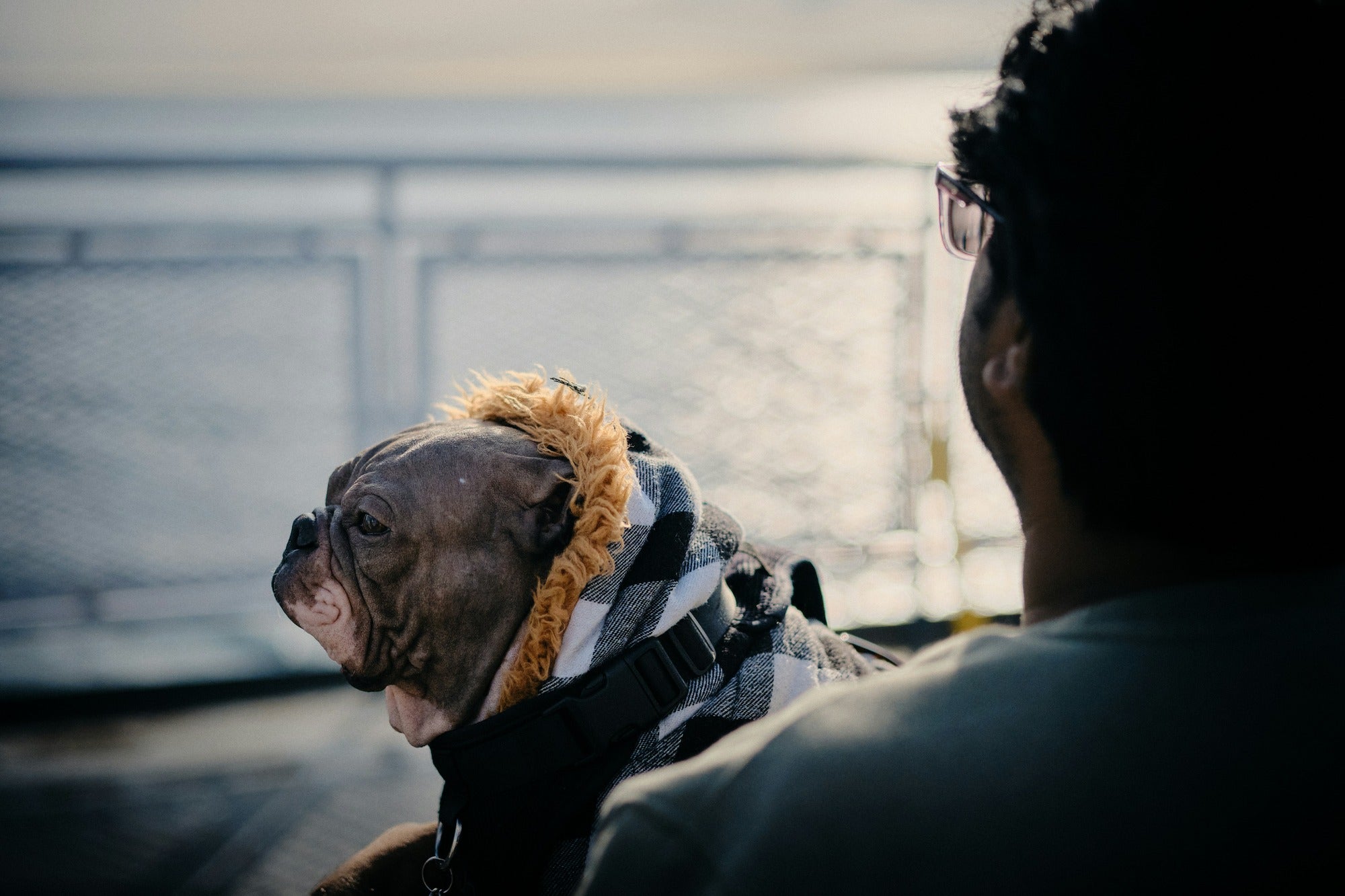 Best Dog Coats for NZ Weather (What Actually Works)