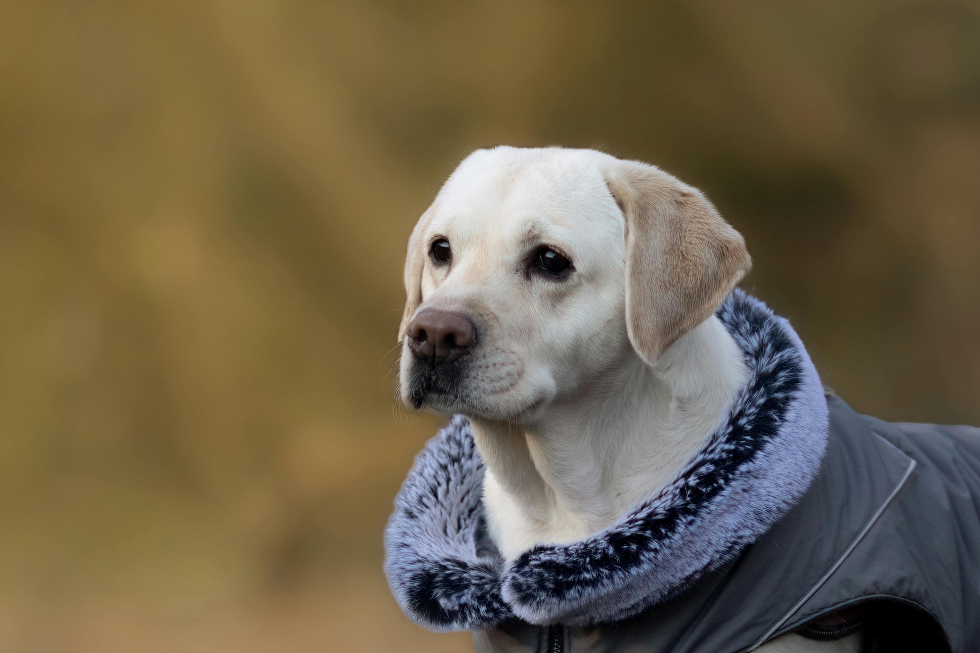 Dog Coat Sizing Guide: How to Get the Right Fit