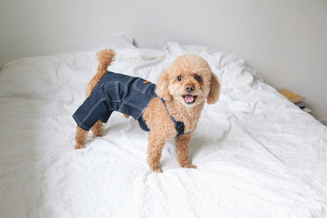 How to Choose the Right Dog Clothing for New Zealand Weather