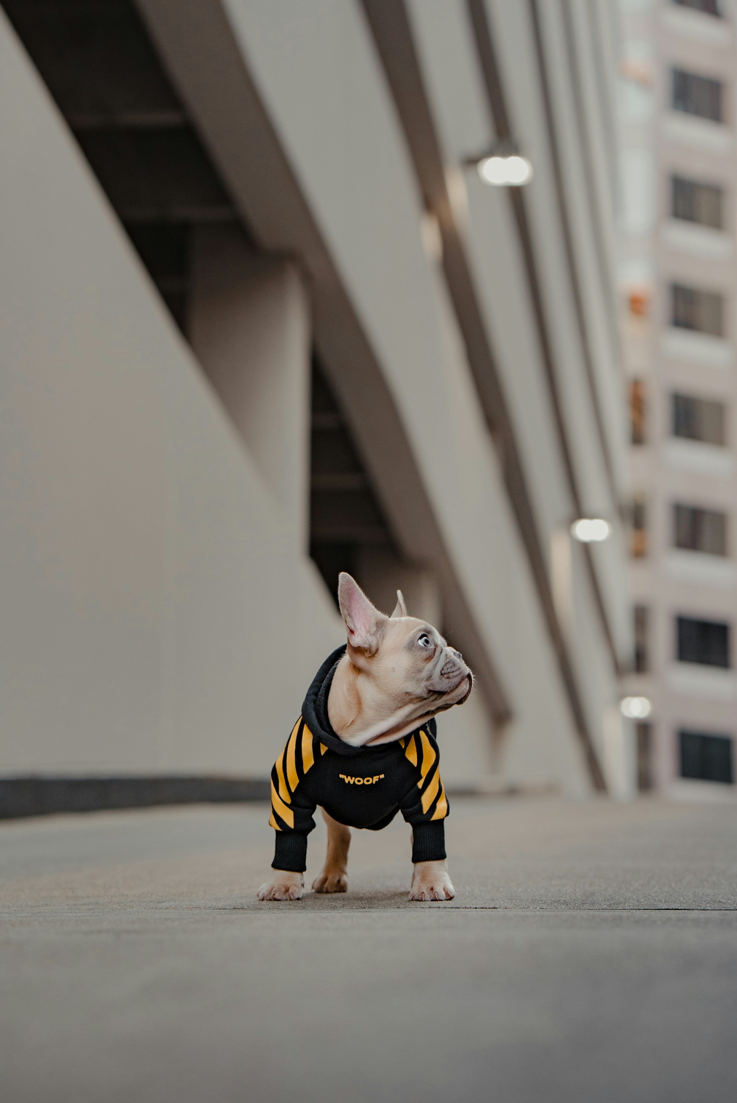 Hoodies & Sweatshirts